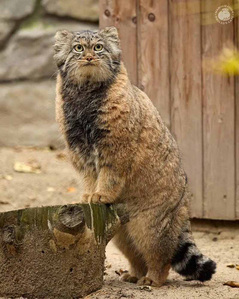ノヴォシビルスク動物園のアデルの写真
