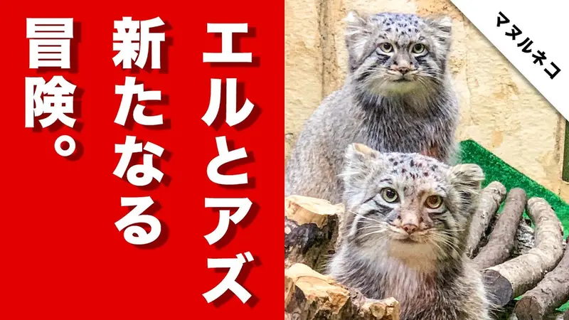 神戸どうぶつ王国のアズとエルの動画