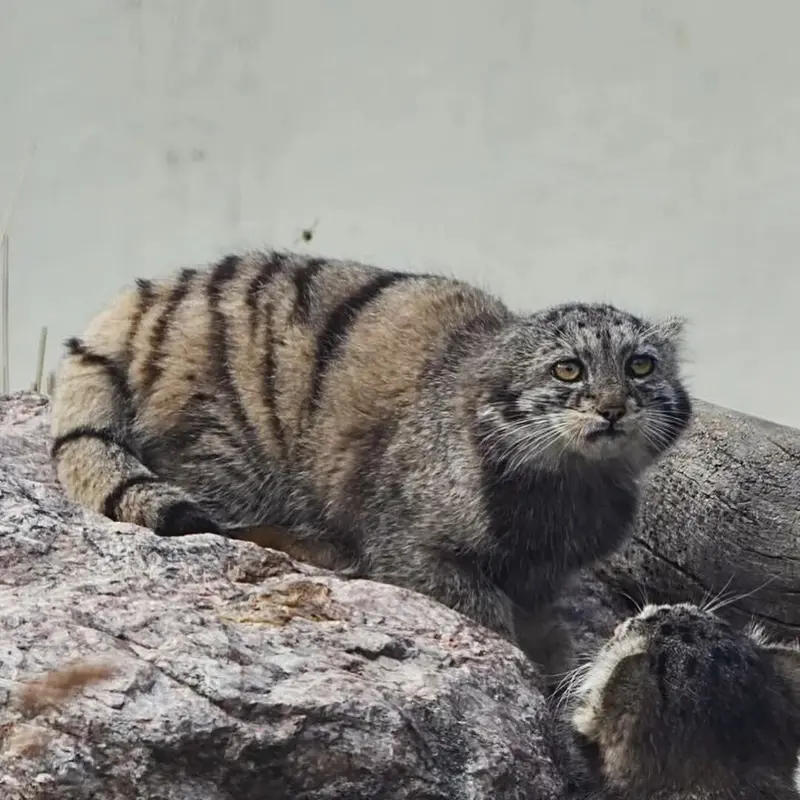 コルケアサーリ動物園のサイミの写真