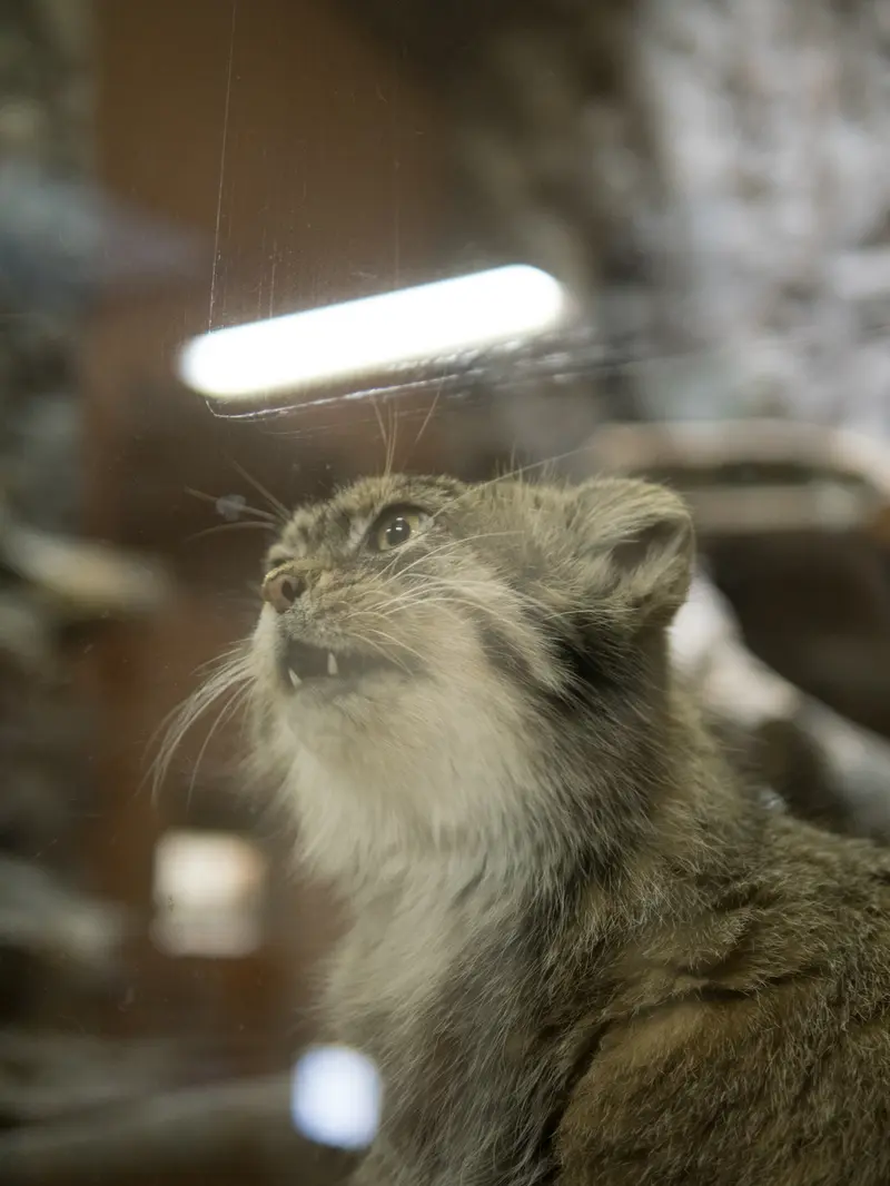 恩賜上野動物園のプリームラの写真