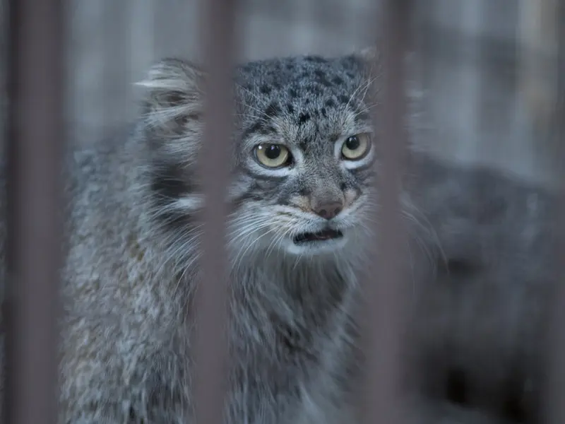 野毛山動物園のフィーガの写真