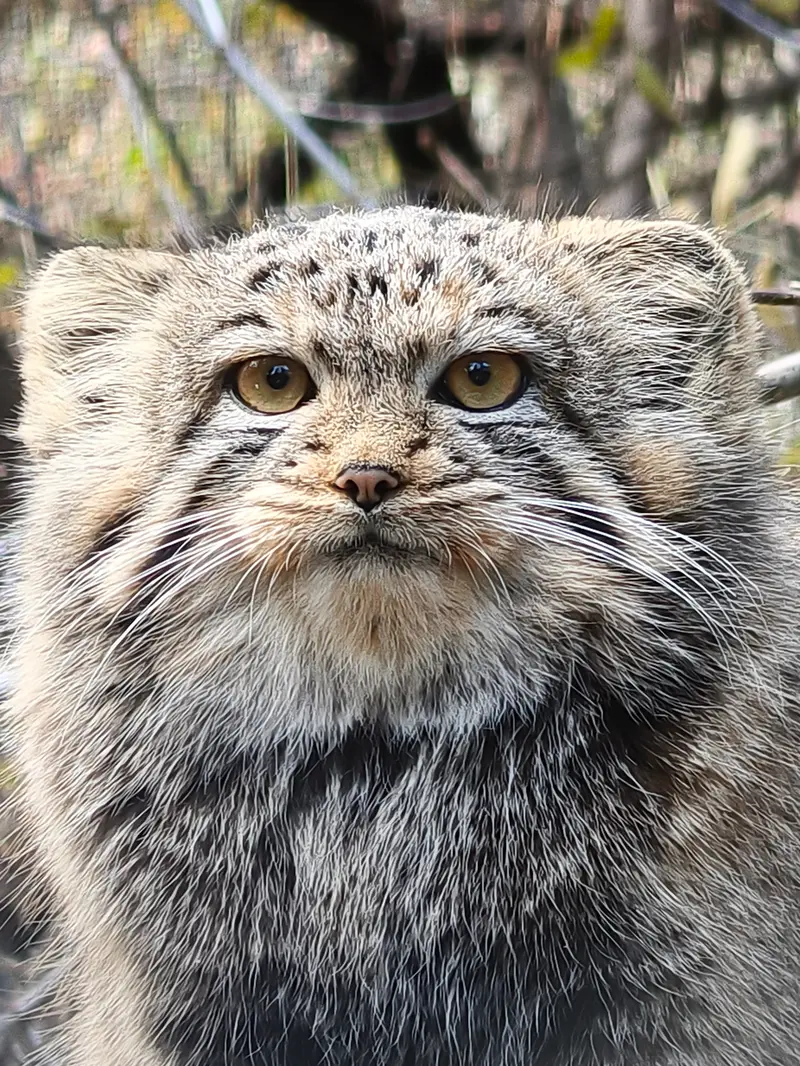 ノヴォシビルスク動物園のマヌルネコの写真