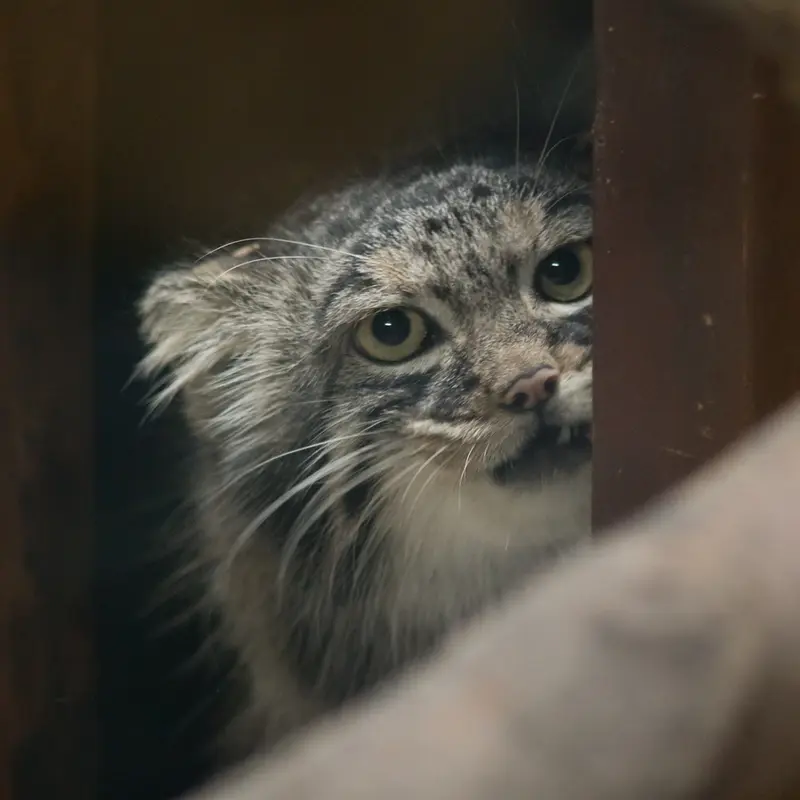 恩賜上野動物園のサフランの写真