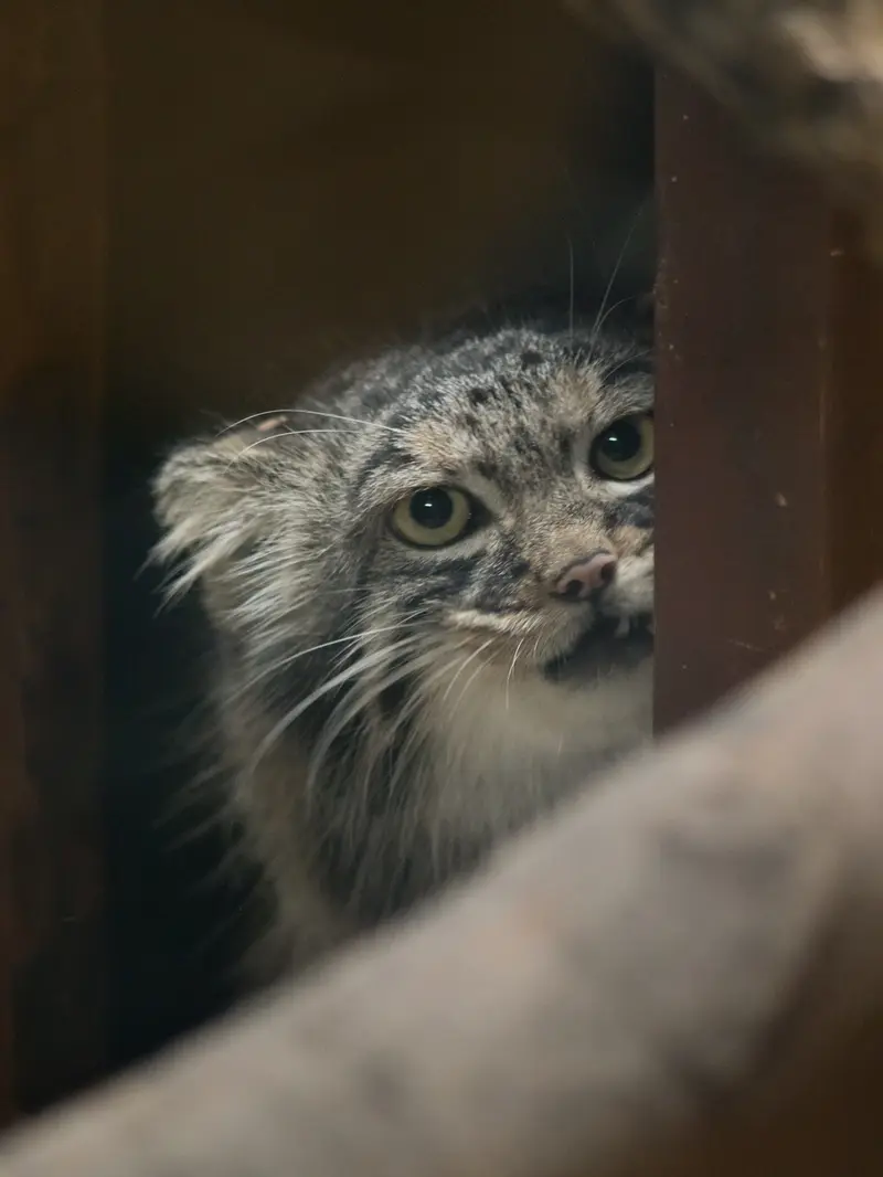 恩賜上野動物園のサフランの写真