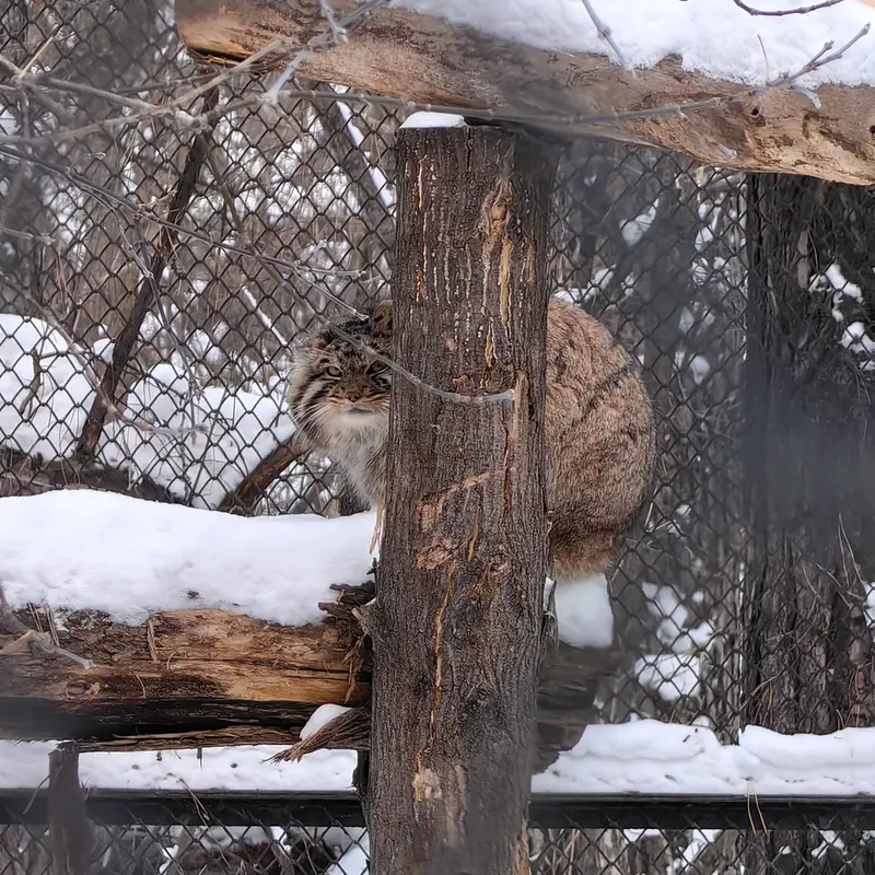 ノヴォシビルスク動物園のアチの写真