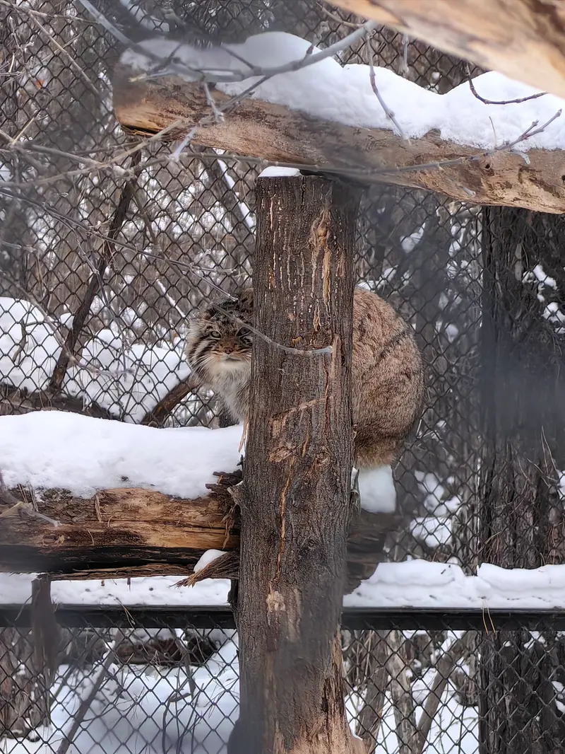 ノヴォシビルスク動物園のアチの写真