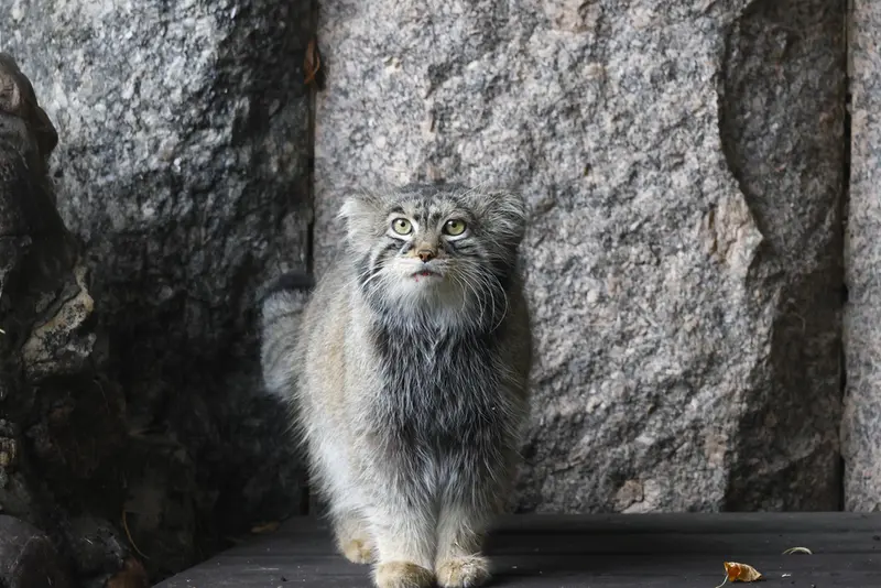 モスクワ動物園のティモフェイの写真