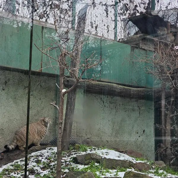 ブダペスト動物園・植物園のボフスとルーシーの写真