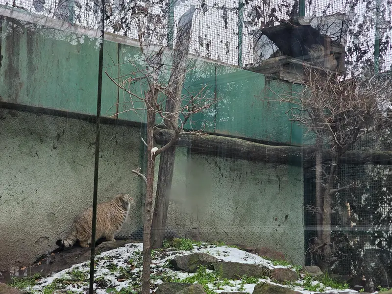 ブダペスト動物園・植物園のボフスとルーシーの写真