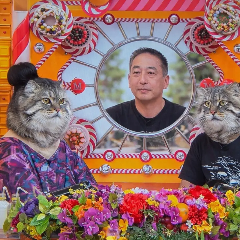 マヌルネコの写真