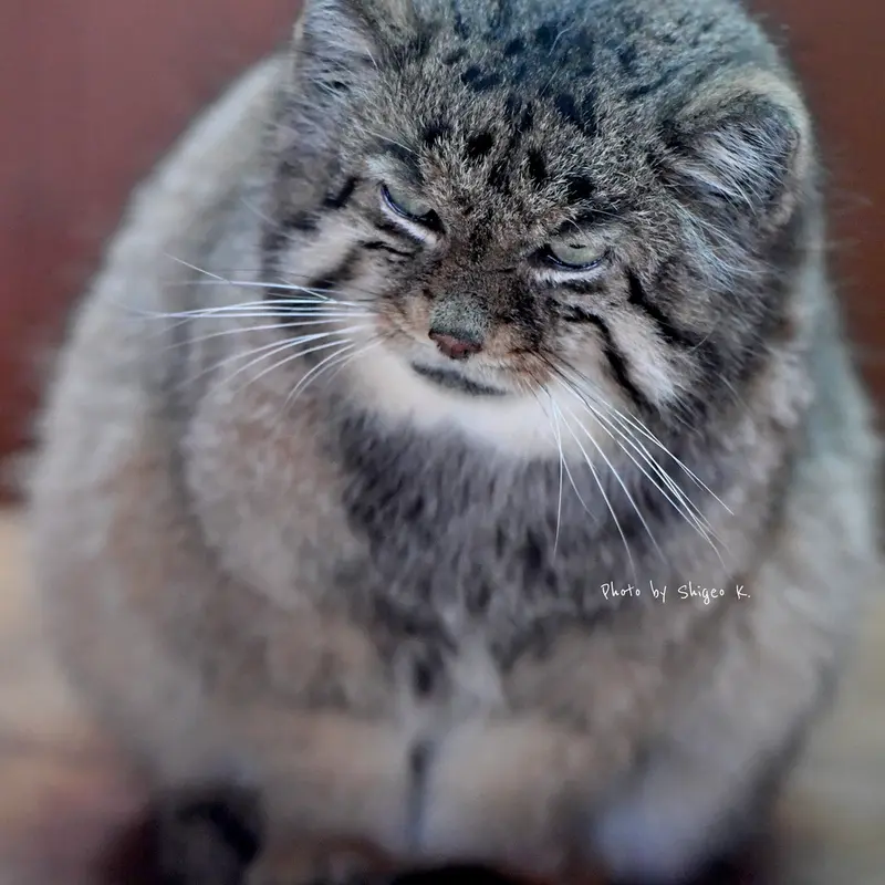 埼玉県こども動物自然公園のセバスチャンの写真