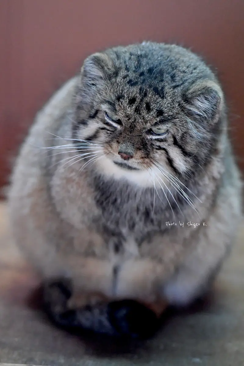 埼玉県こども動物自然公園のセバスチャンの写真