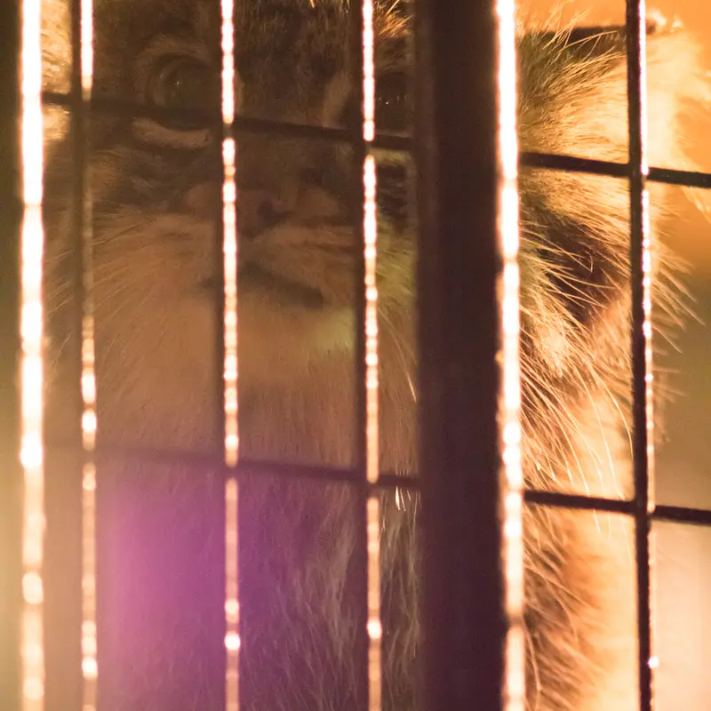 野毛山動物園のフィーガの写真