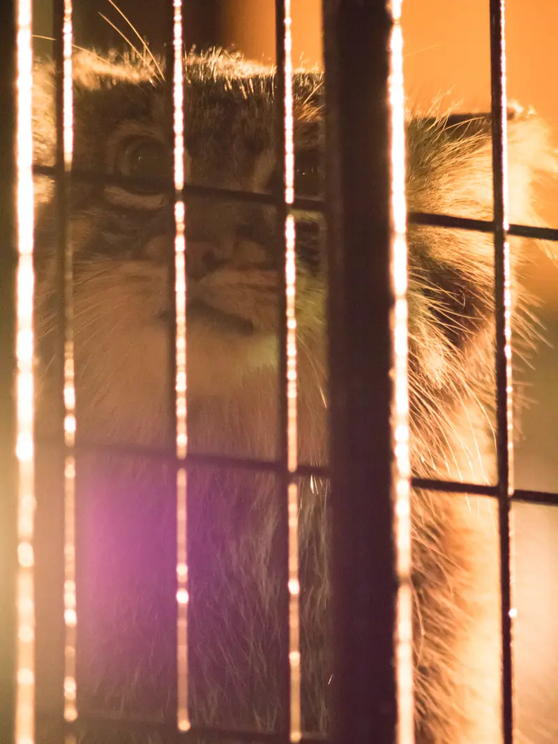 野毛山動物園のフィーガの写真