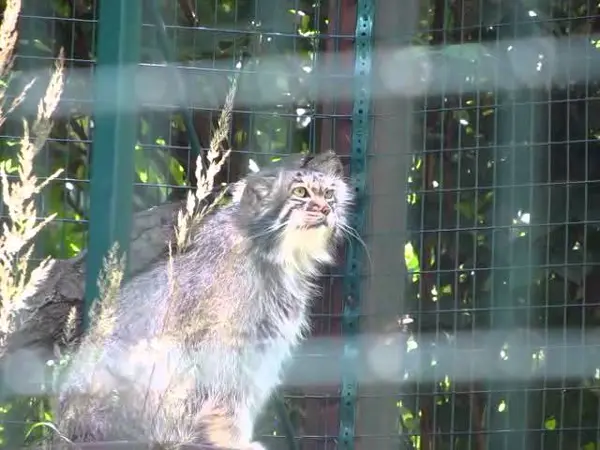 デッサウ動物園のマンニの動画