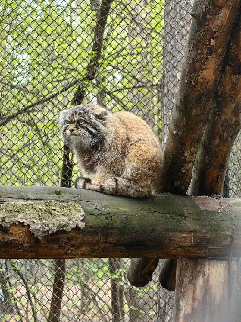 ノヴォシビルスク動物園のジョージの写真