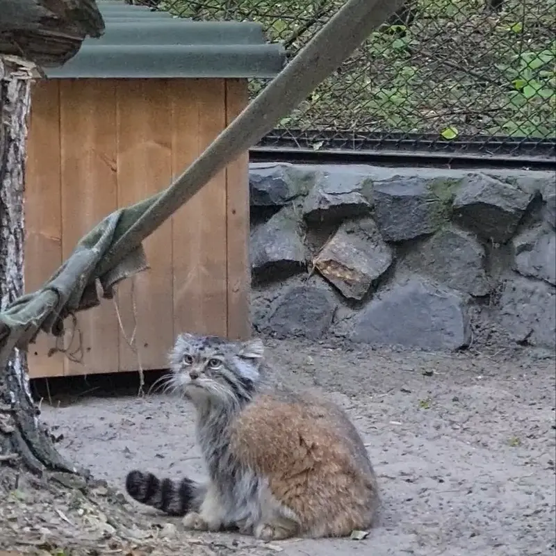 ノヴォシビルスク動物園のマヌルネコの写真