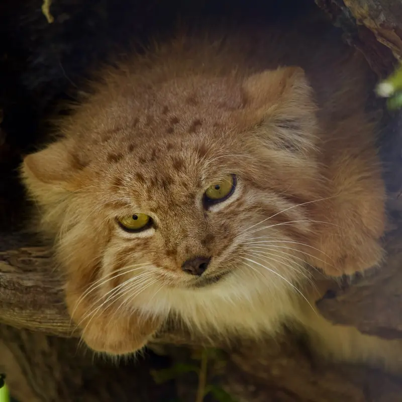 エレバン動物園のナノーの写真