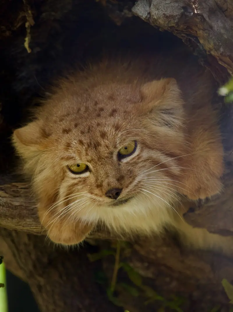 エレバン動物園のナノーの写真