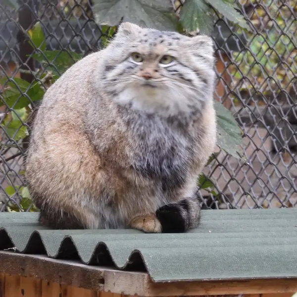 ノヴォシビルスク動物園のスネジャナの写真