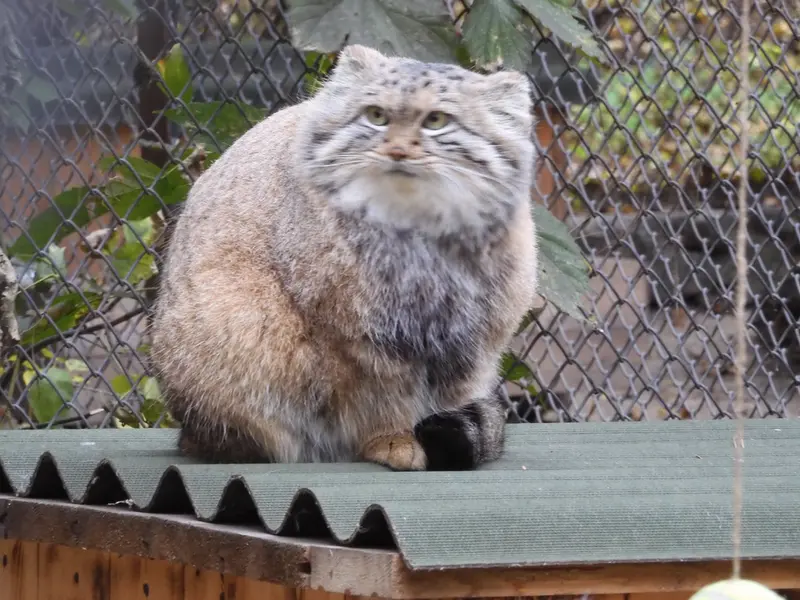 ノヴォシビルスク動物園のスネジャナの写真