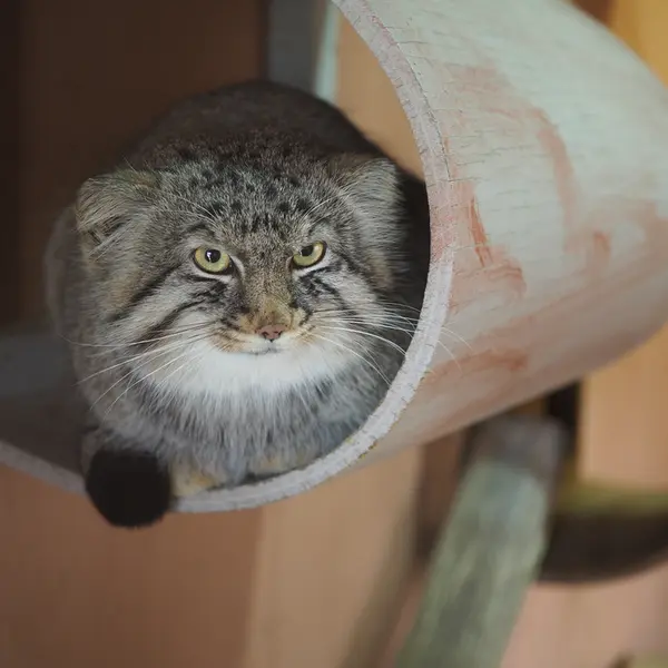 埼玉県こども動物自然公園のロータスの写真