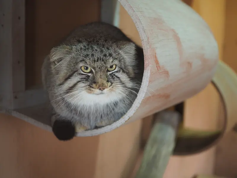 埼玉県こども動物自然公園のロータスの写真