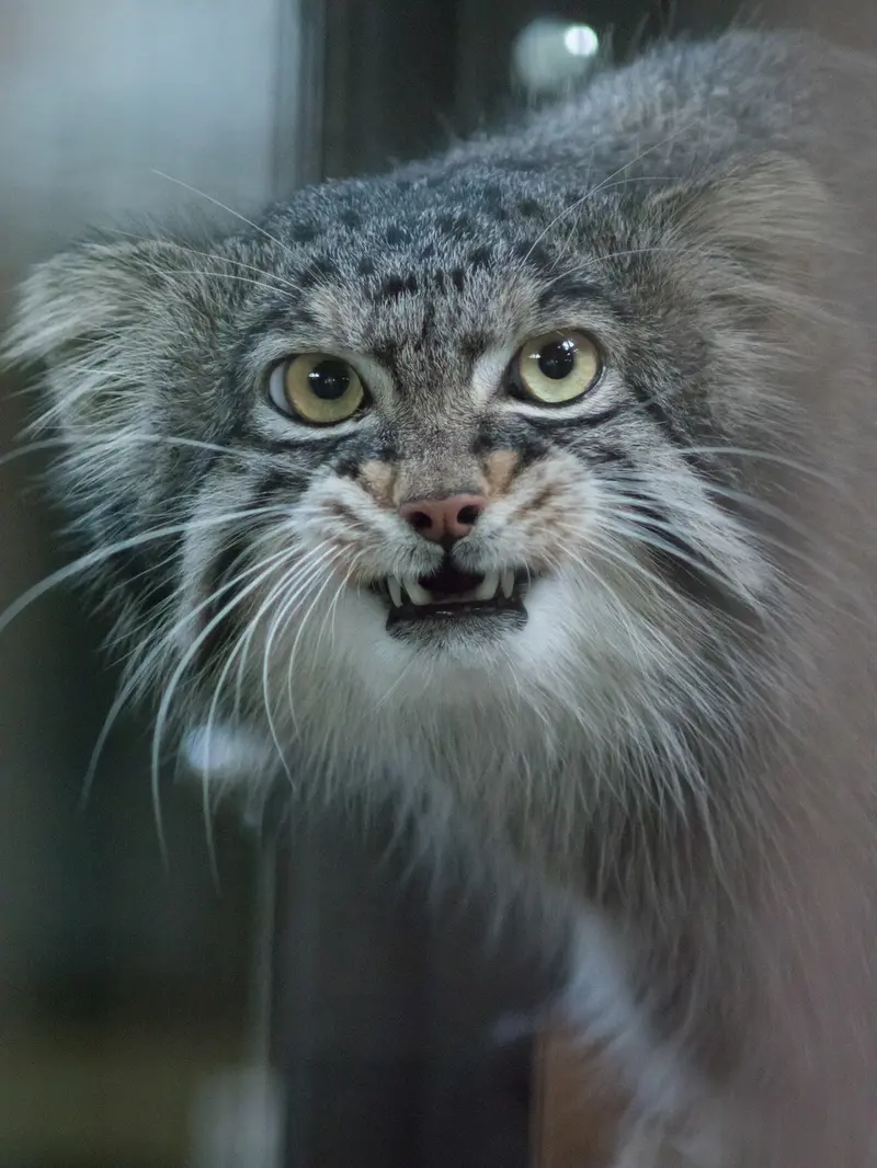 野毛山動物園のフィーガの写真