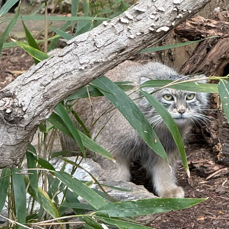 スミソニアン国立動物園のアカルの写真