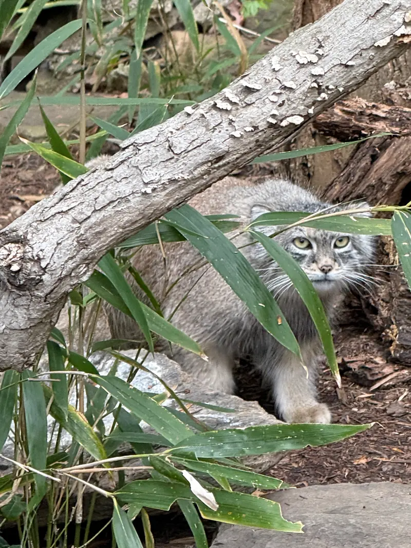 スミソニアン国立動物園のアカルの写真