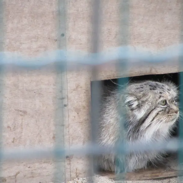 マクデブルク動物園のマヌエラの写真