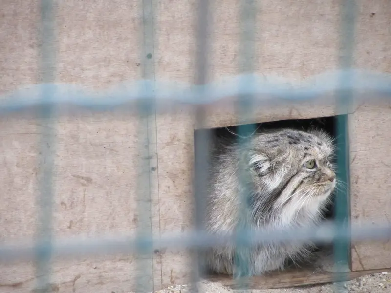 マクデブルク動物園のマヌエラの写真