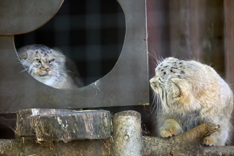 コシツェ動物園のアラニとアラニの子（2026年生まれ）Ⅱの写真