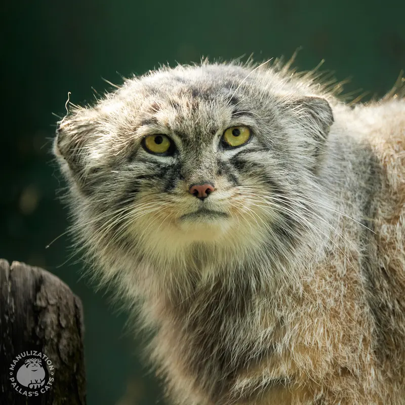 ブダペスト動物園・植物園のボフスの写真