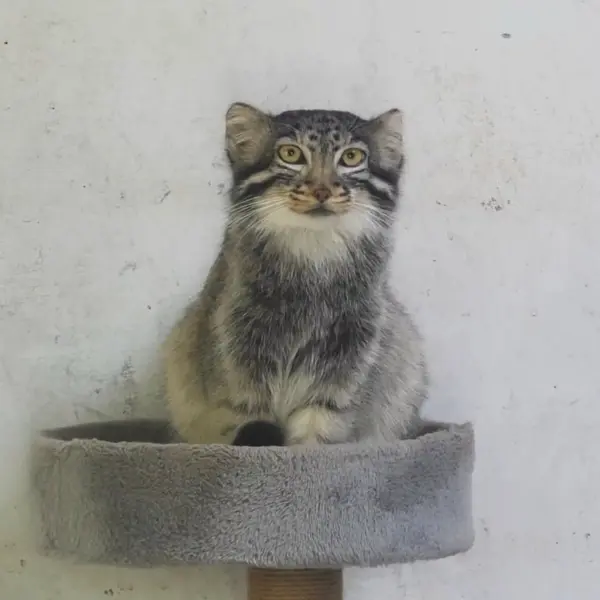 青海チベット高原野生動物園のスン・ダーニャンの写真