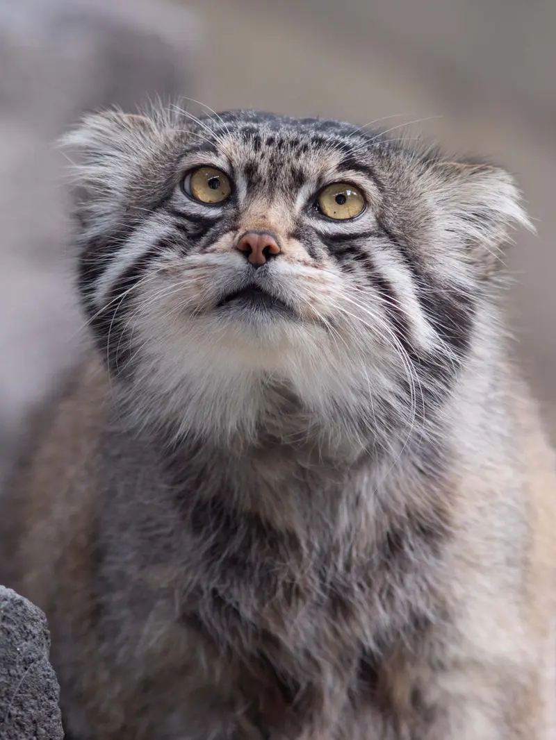 旭山動物園のグルーシャの写真
