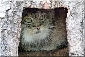オポーレ動物園のパルルの写真