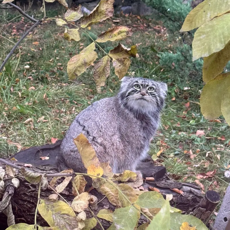 モスクワ動物園のティモフェイの写真