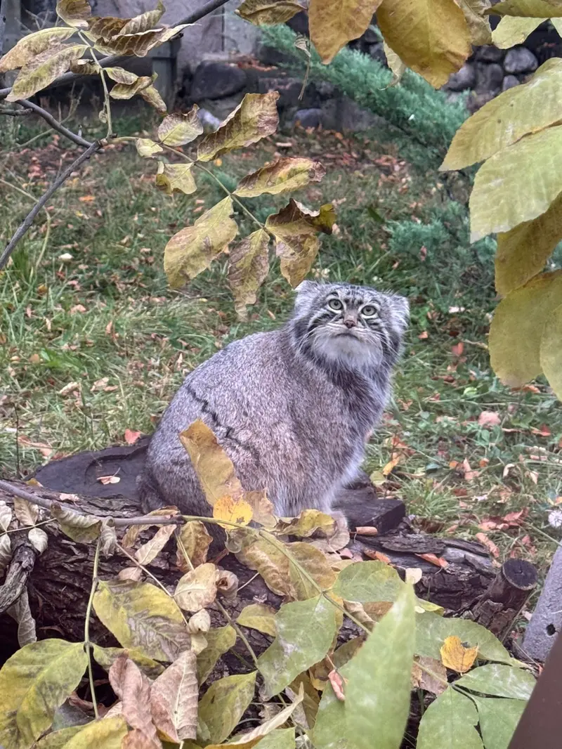 モスクワ動物園のティモフェイの写真