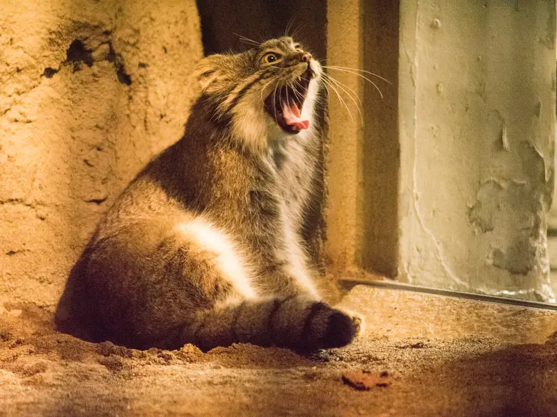 野毛山動物園のフィーガの写真