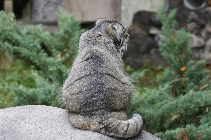 モスクワ動物園のティモフェイの写真