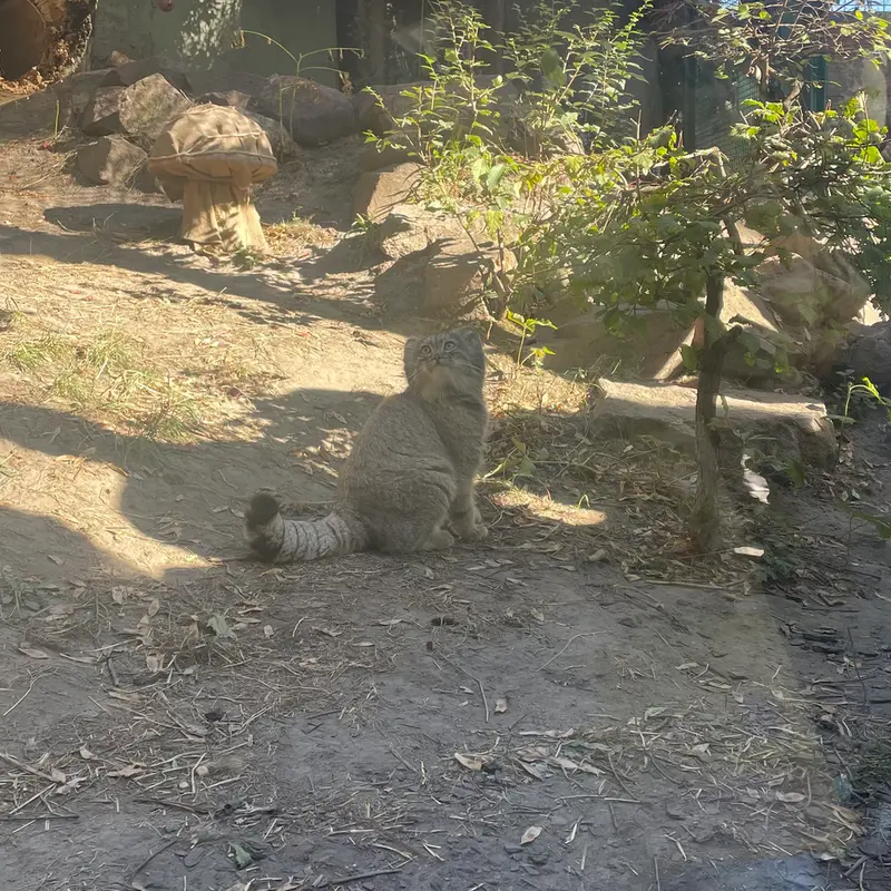 ブダペスト動物園・植物園のボリス Ⅱの写真