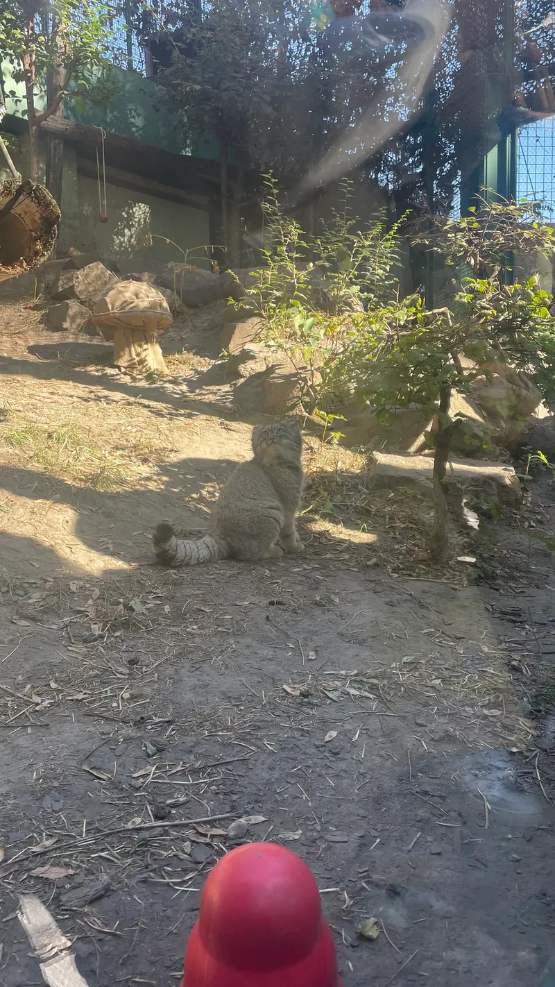 ブダペスト動物園・植物園のボリス Ⅱの写真