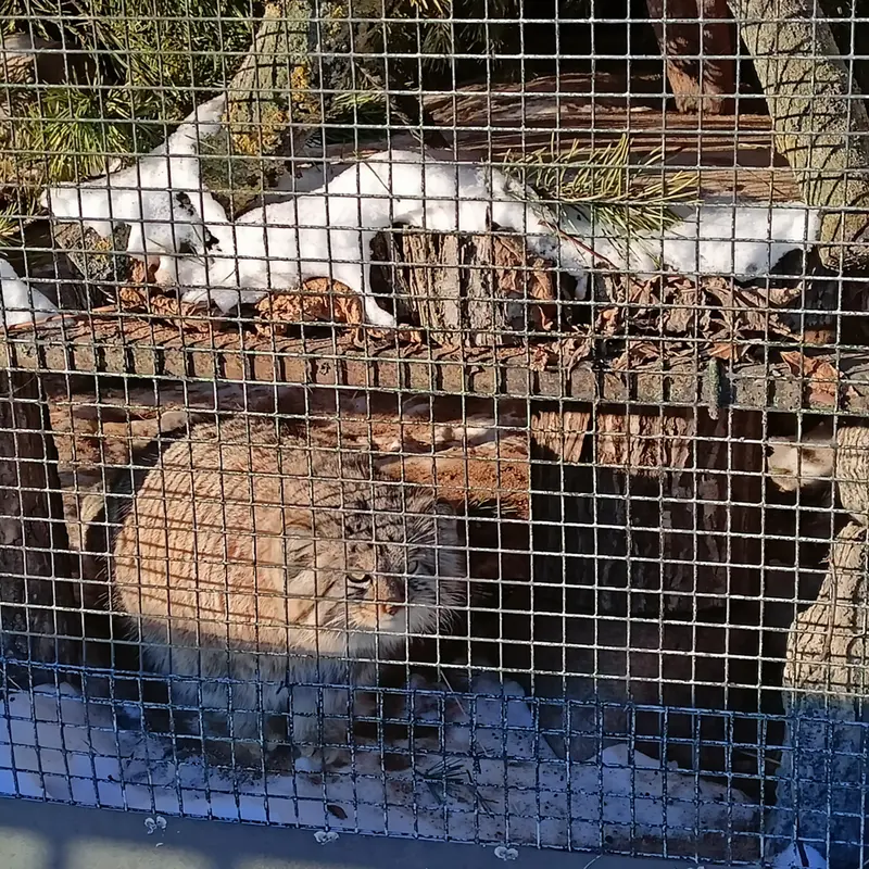 マヌルネコの写真
