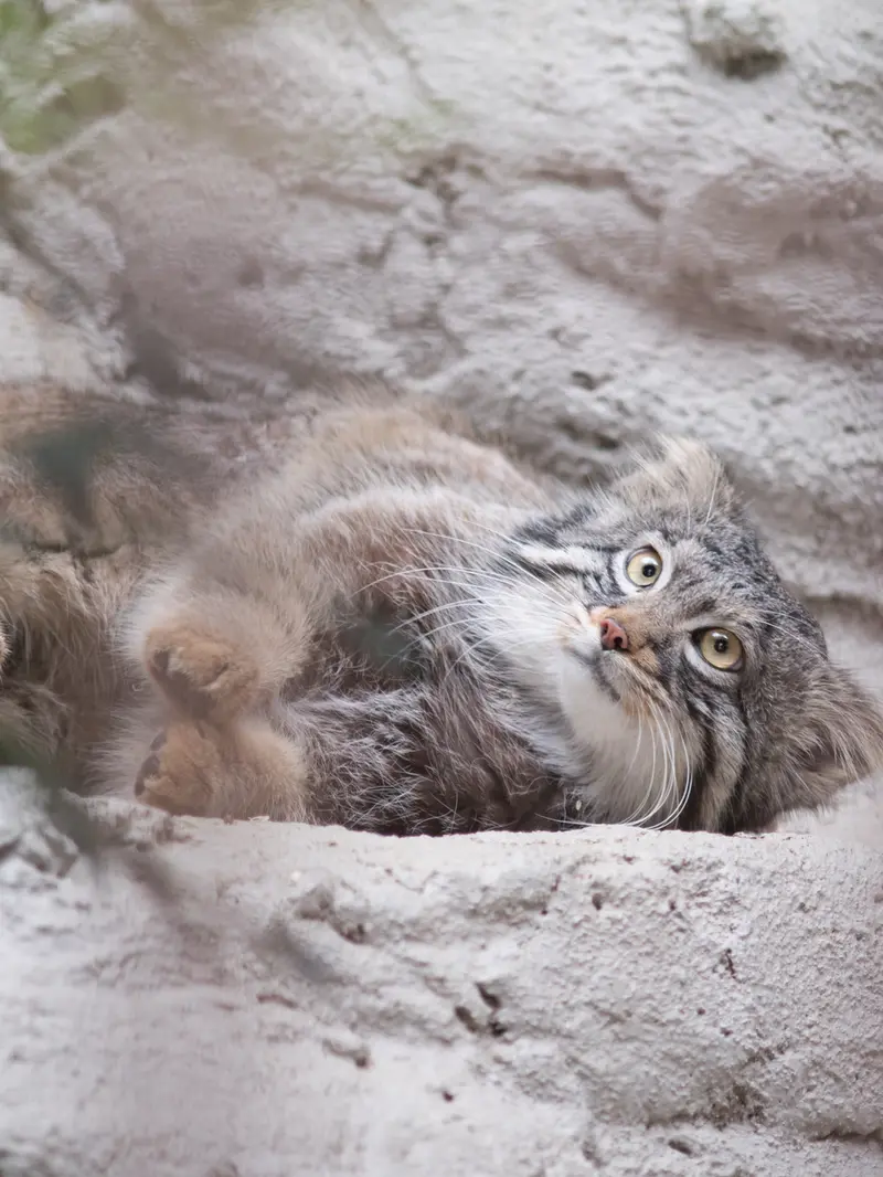 野毛山動物園のフィーガの写真