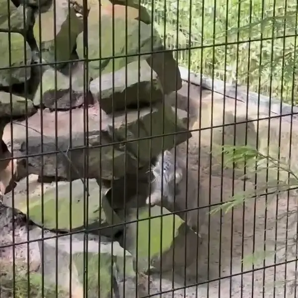 クラクフ動物園のツァスの写真