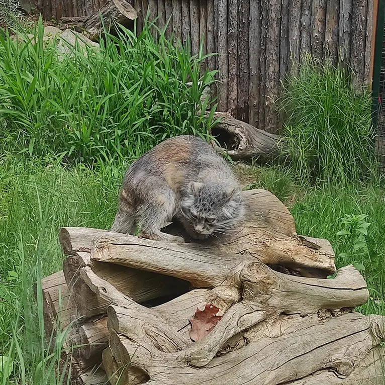 ヴロツワフ動物園のザリナの写真