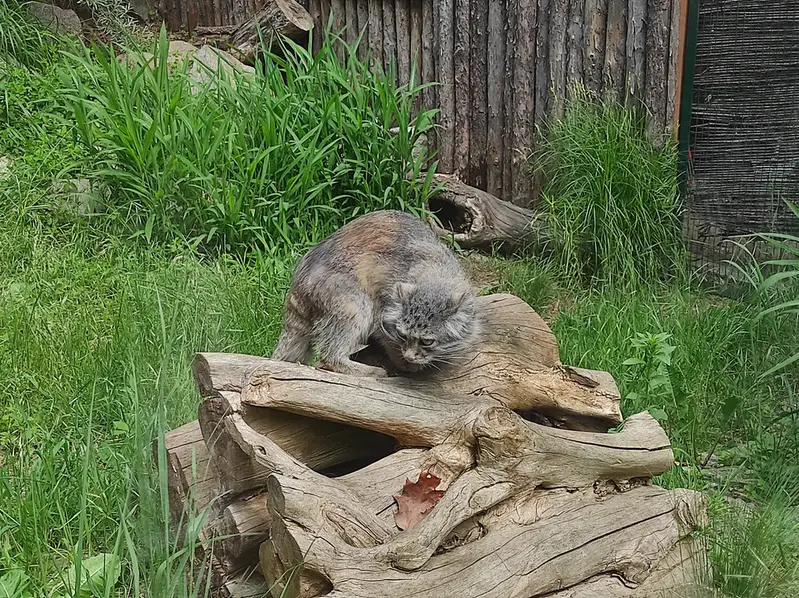 ヴロツワフ動物園のザリナの写真