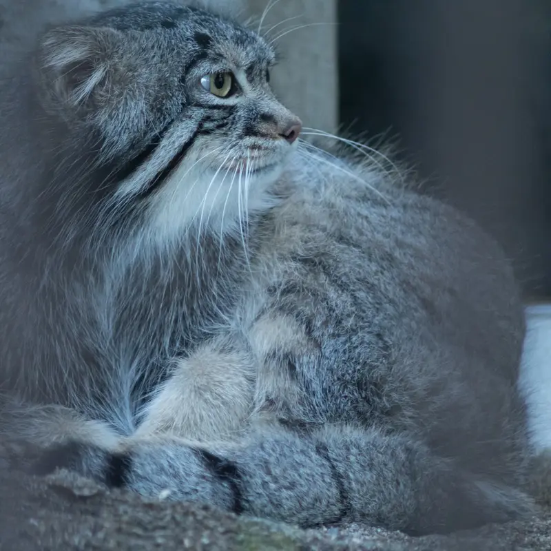 野毛山動物園のフィーガの写真