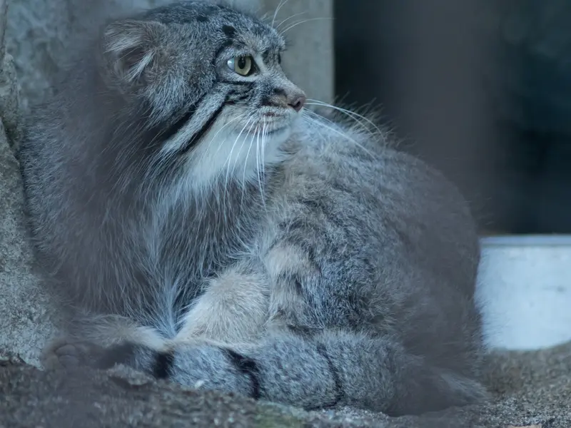 野毛山動物園のフィーガの写真